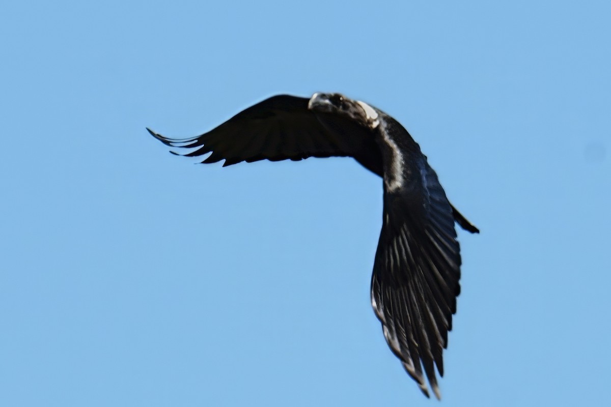 White-necked Raven - ML644212348