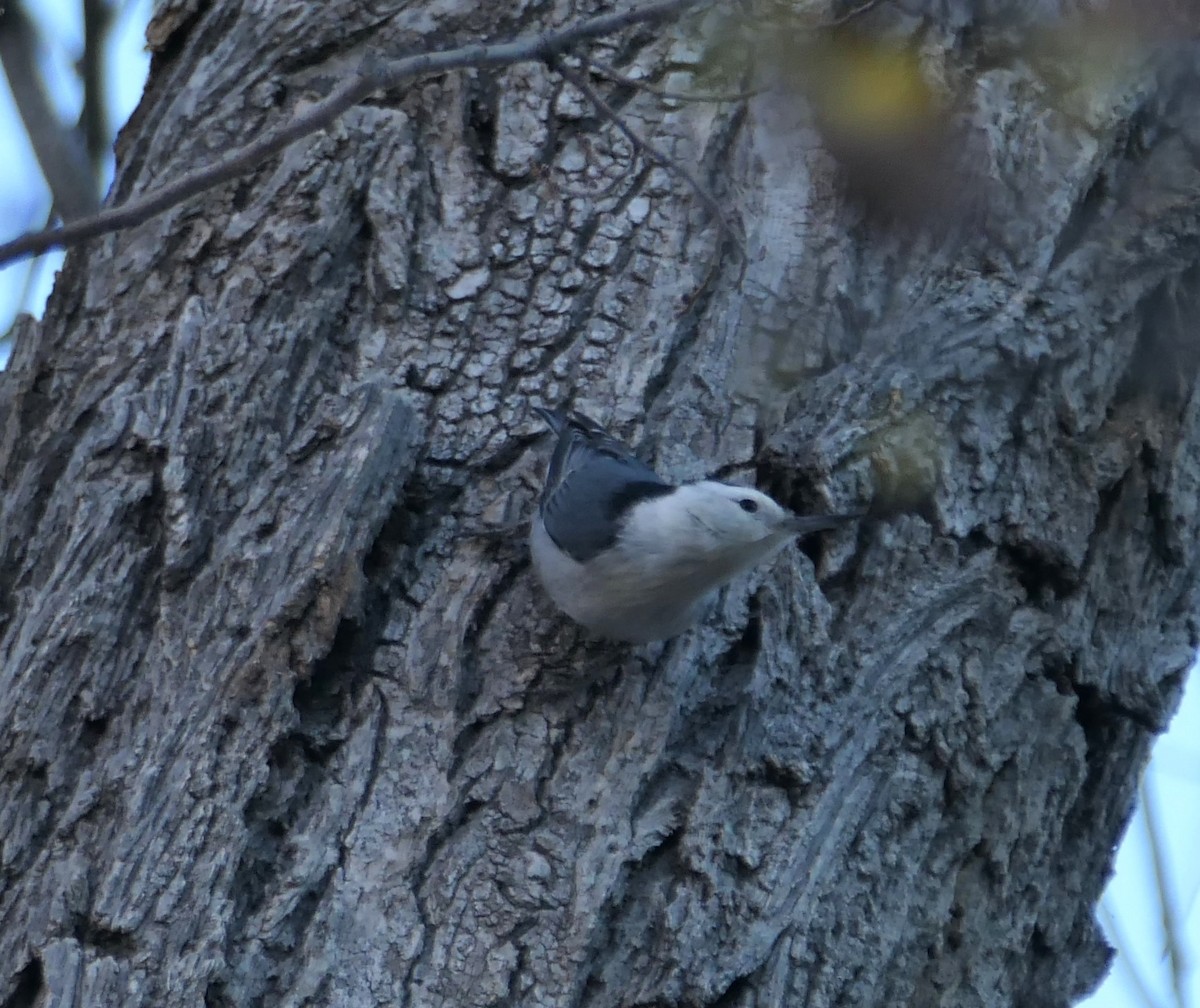 White-breasted Nuthatch - ML644212351