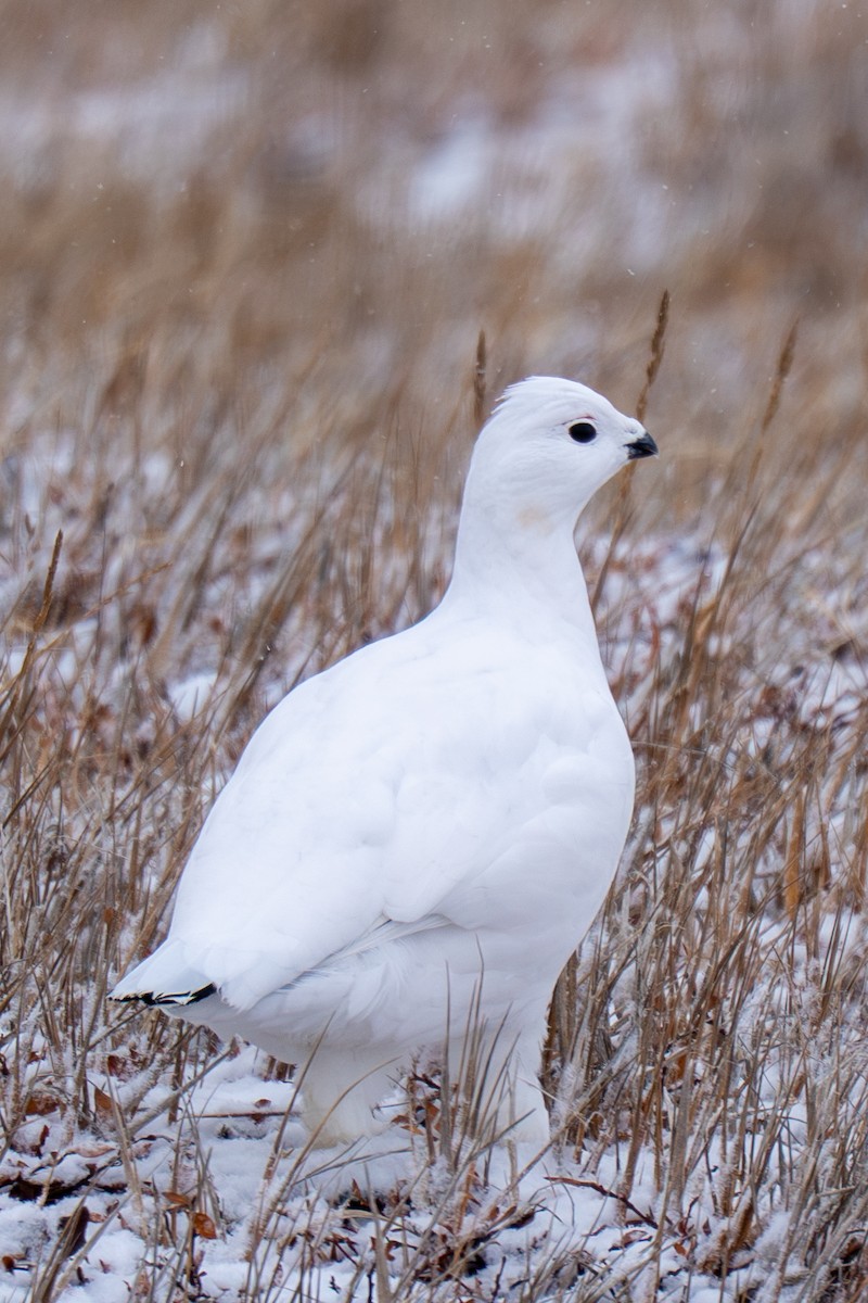 Moorschneehuhn - ML644212356