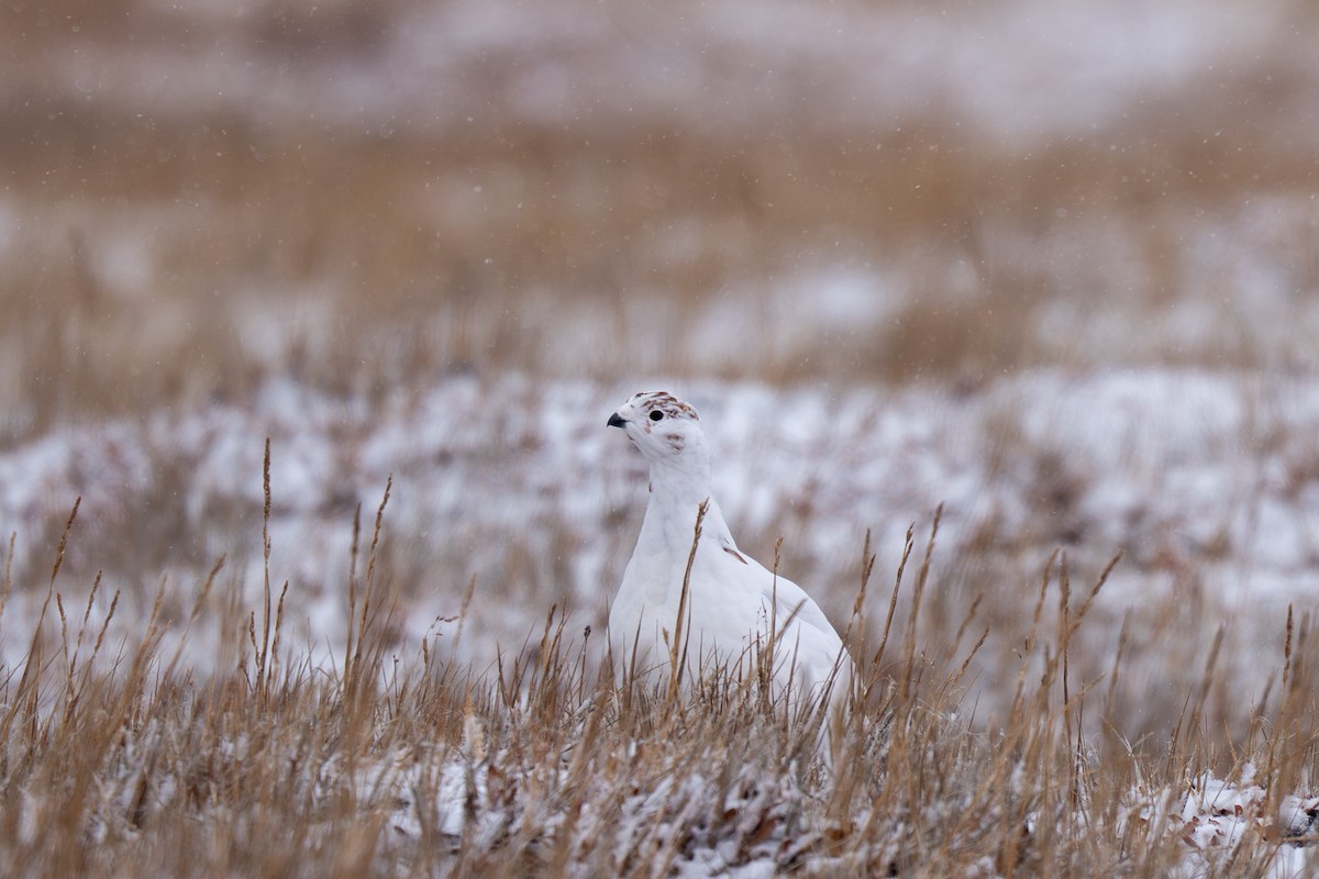Moorschneehuhn - ML644212357