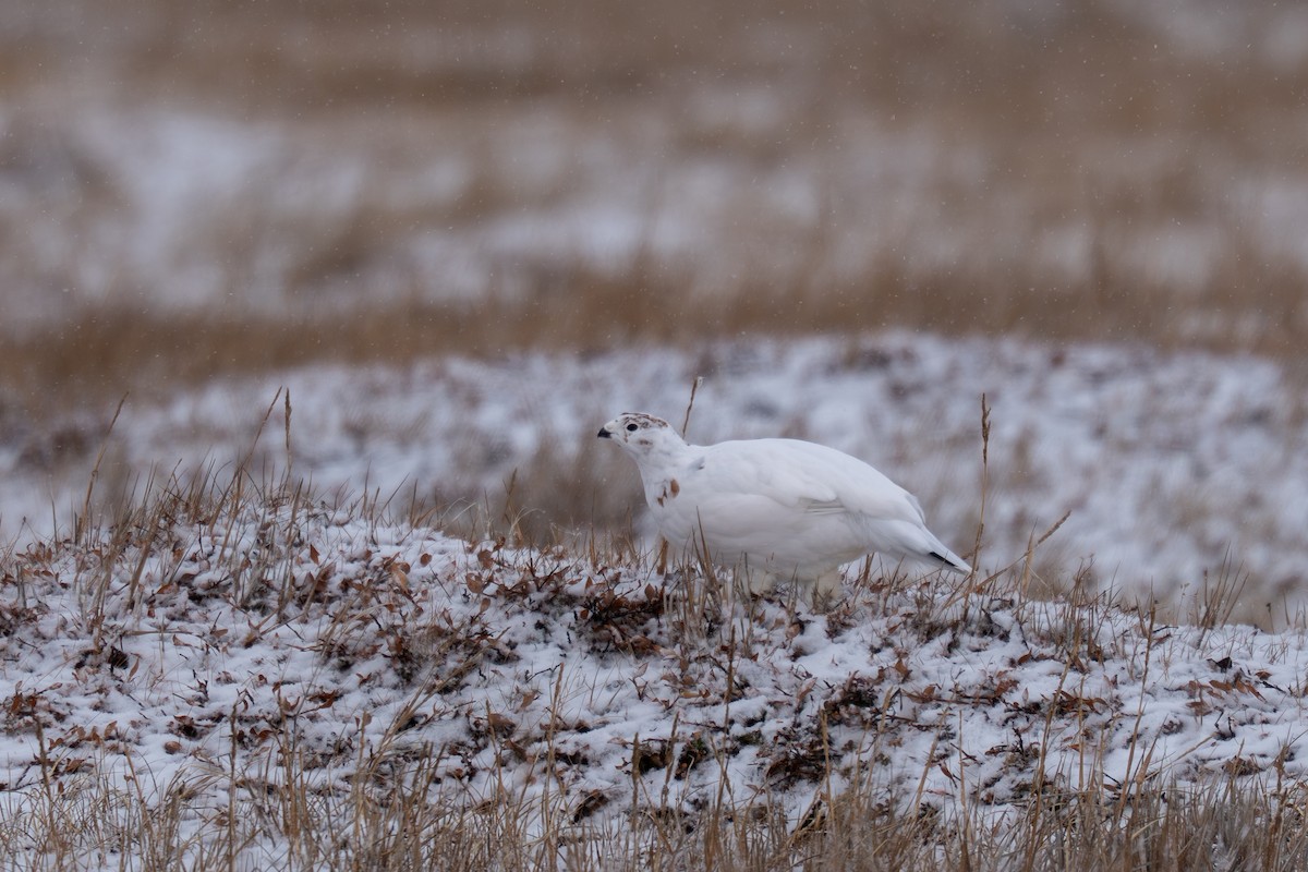 Moorschneehuhn - ML644212359