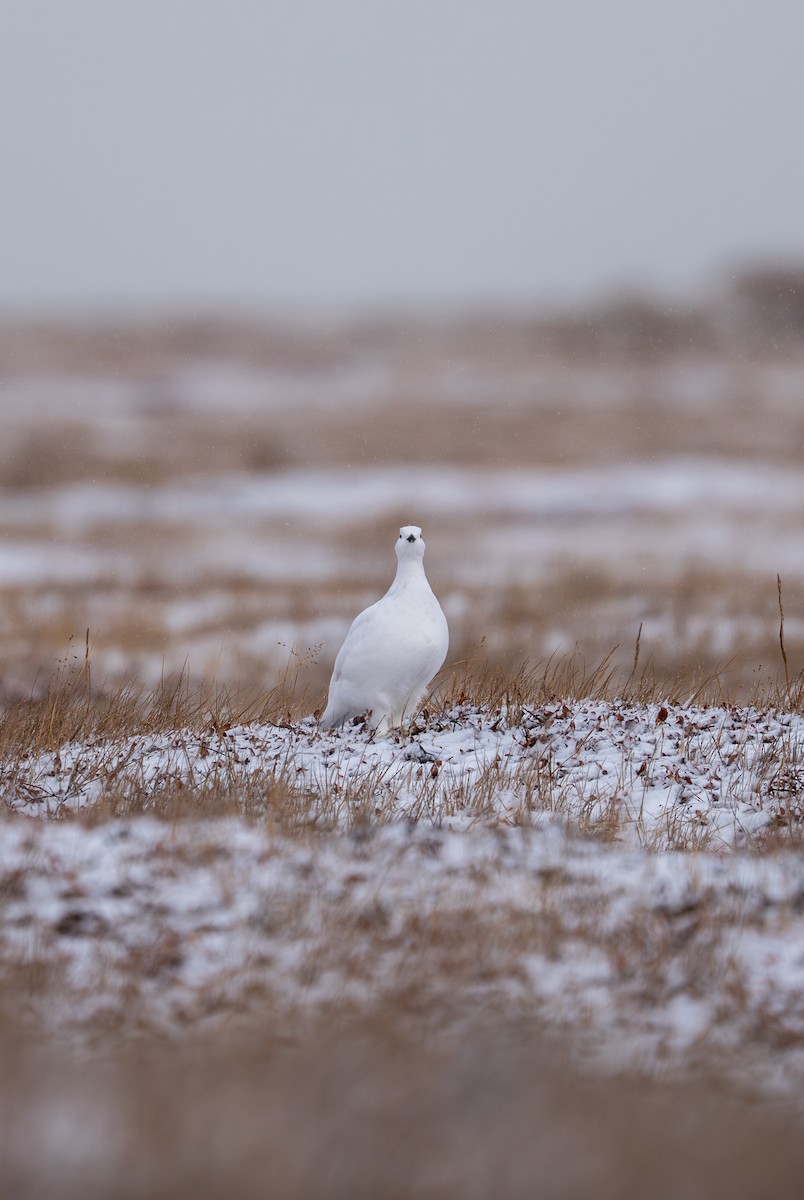 Moorschneehuhn - ML644212360