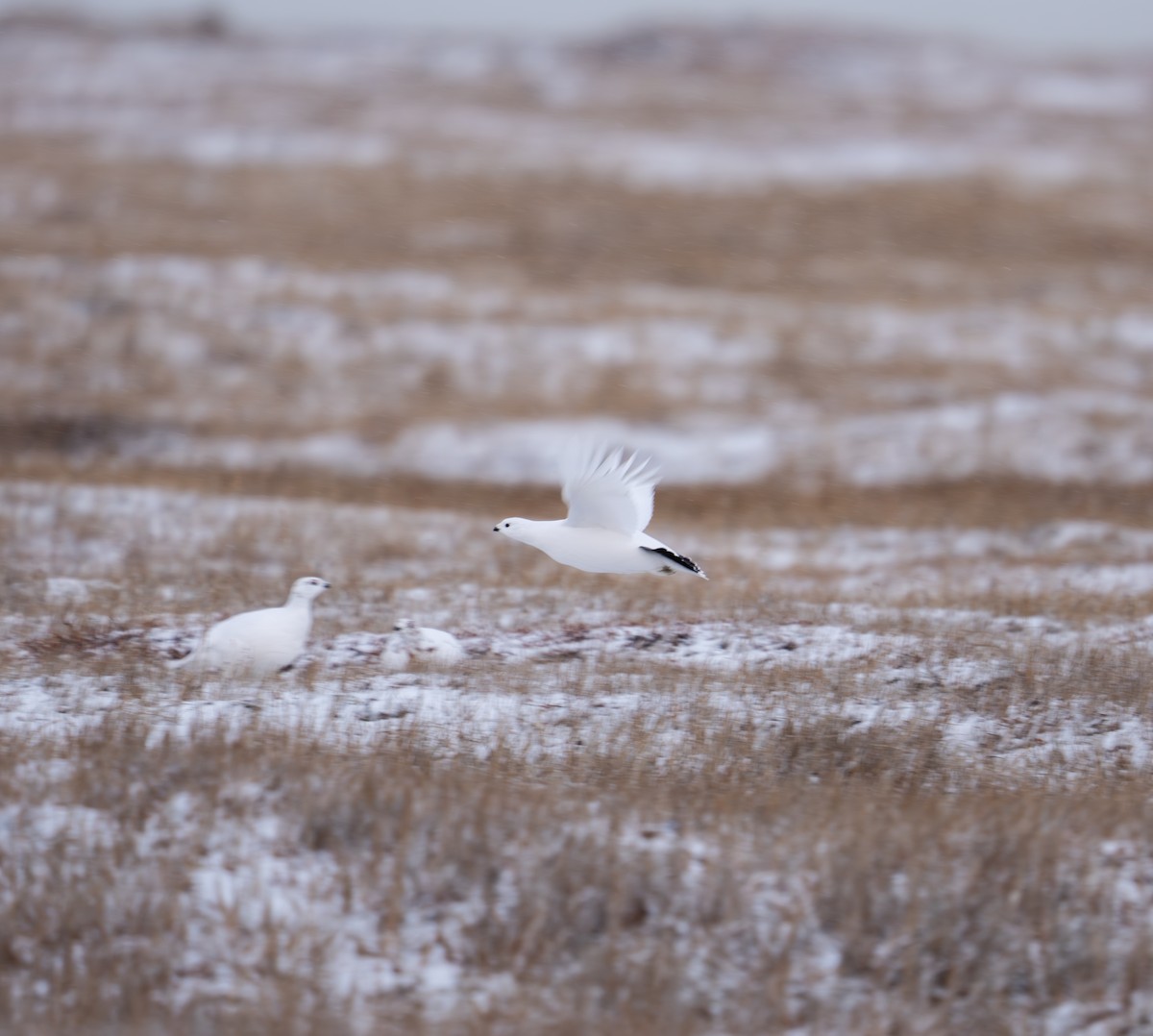 Moorschneehuhn - ML644212361