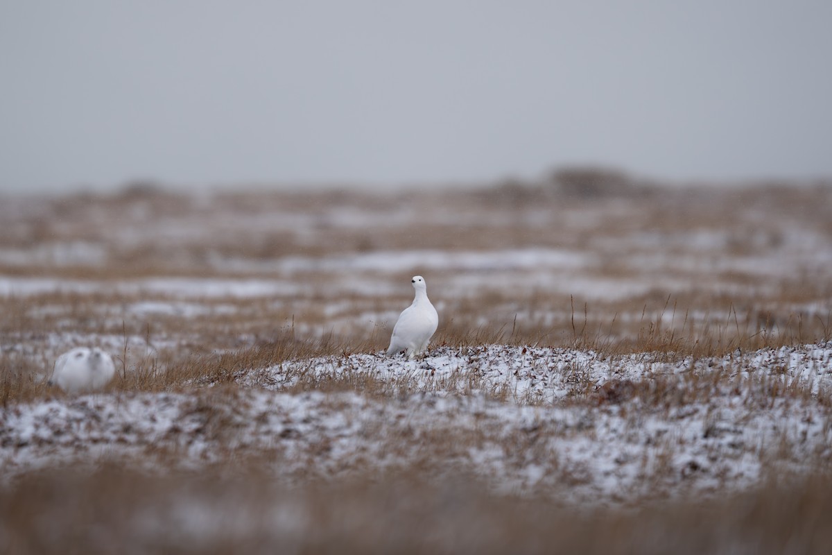 Moorschneehuhn - ML644212363