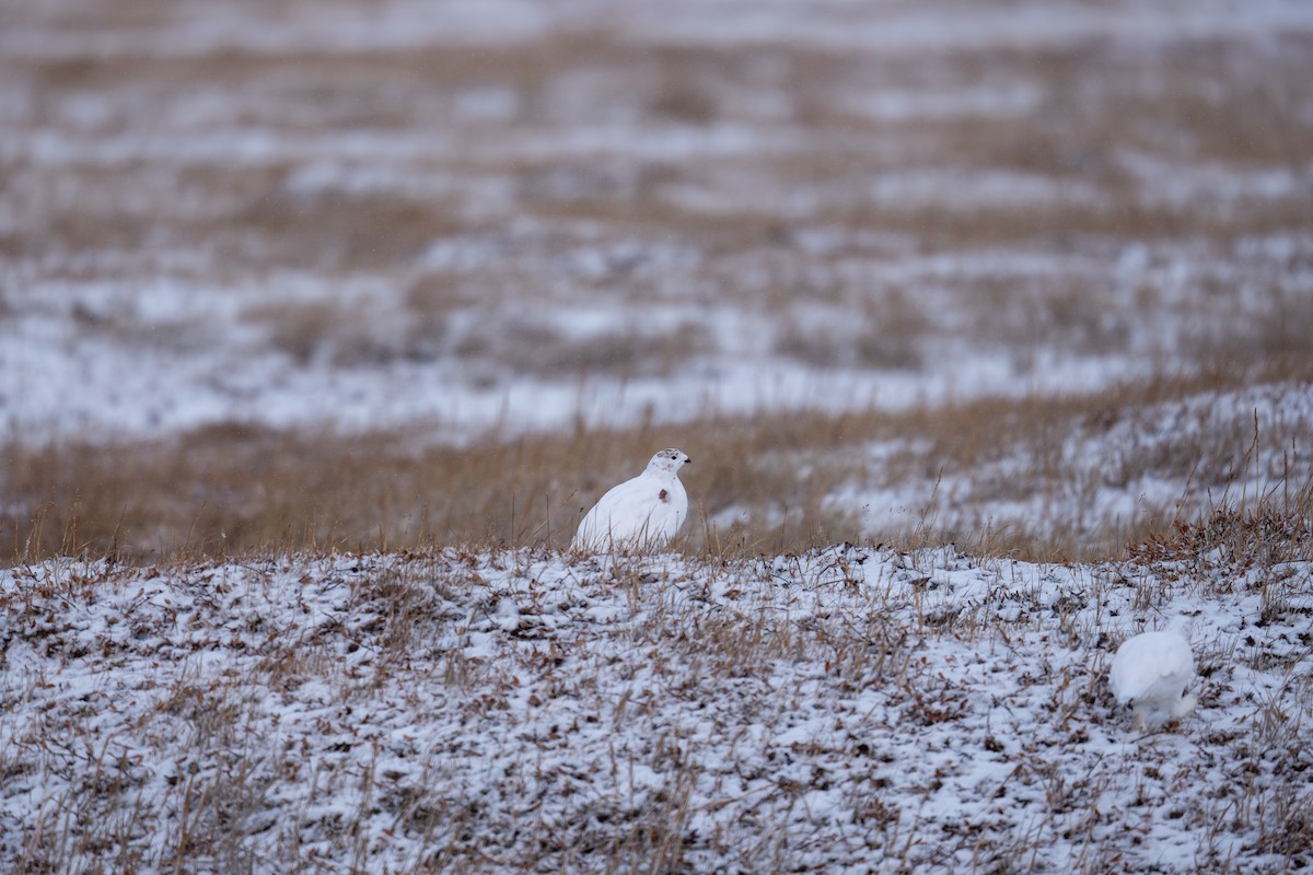 Moorschneehuhn - ML644212364