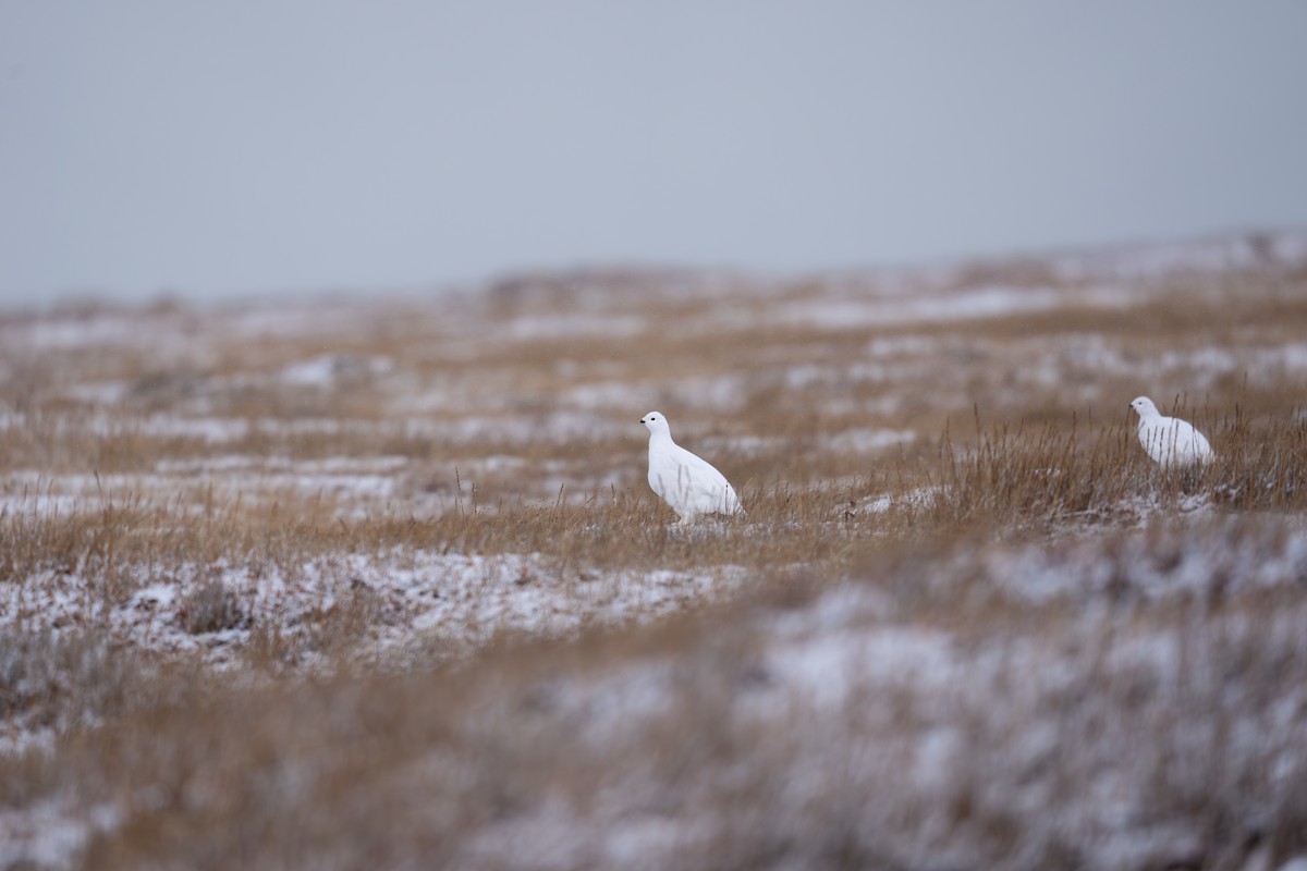 Moorschneehuhn - ML644212365