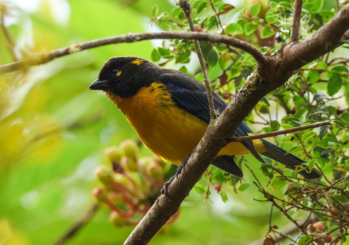 Tangara Lacrimosa - ML644212369