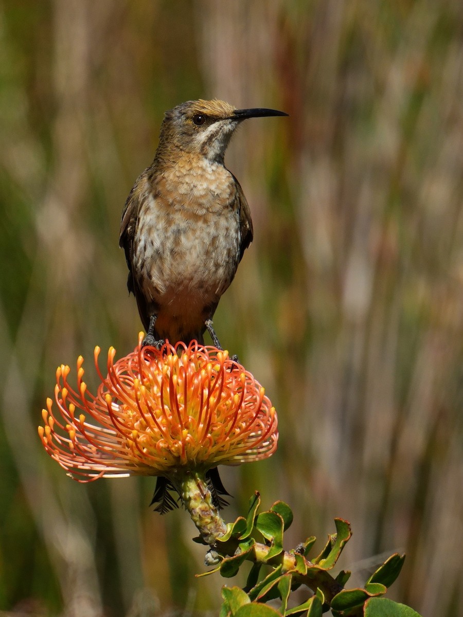Cape Sugarbird - ML644212374