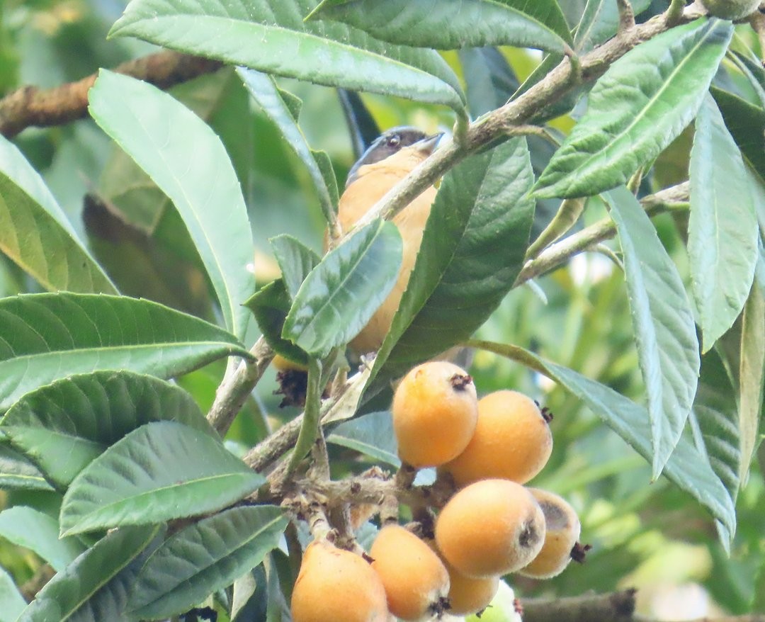 Fawn-breasted Tanager - ML644212381
