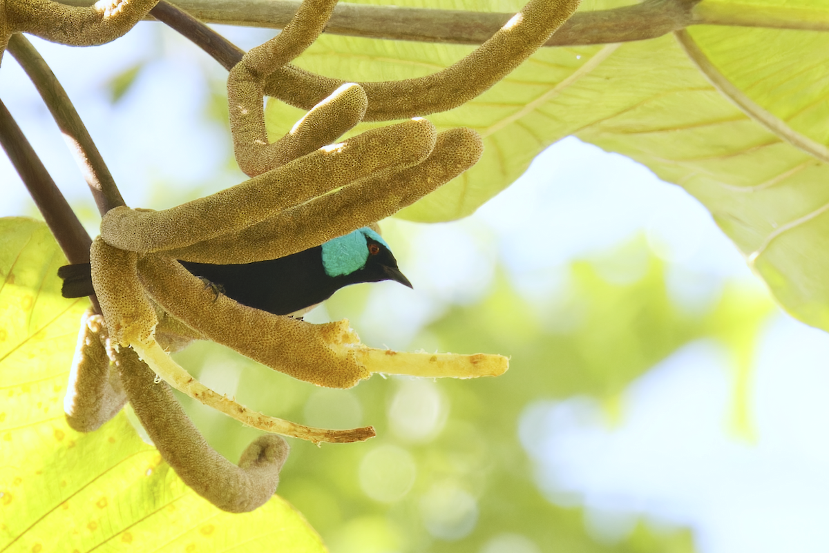 Scarlet-thighed Dacnis - ML644212392