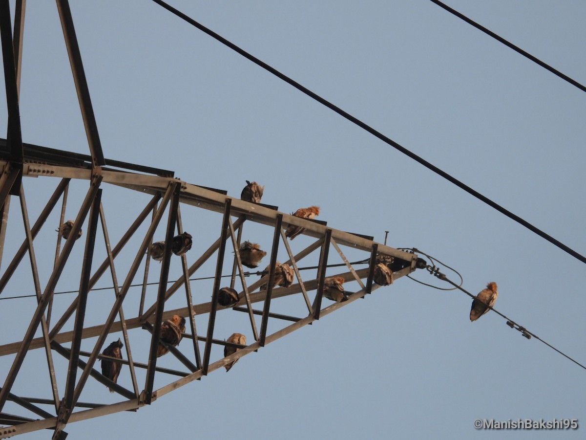 エジプトハゲワシ - ML644212393