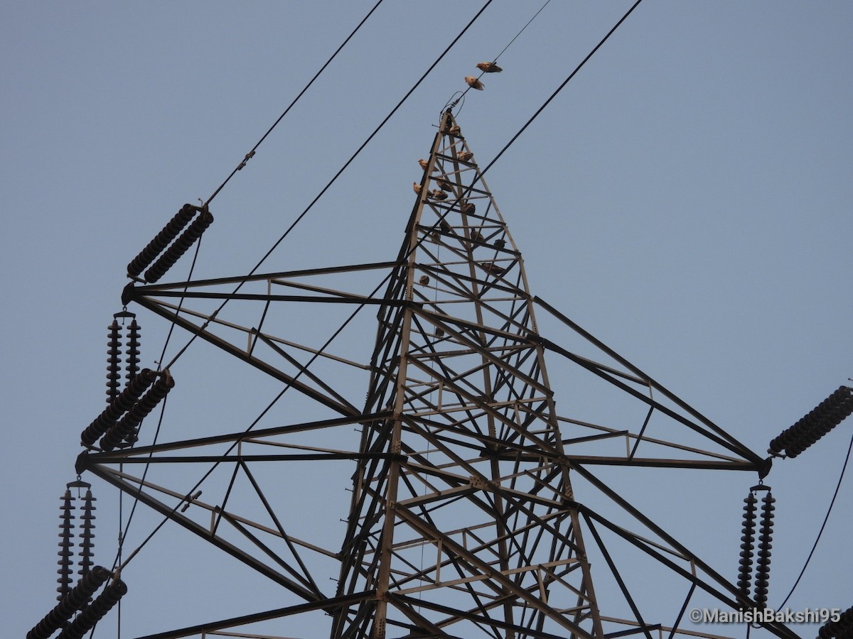 エジプトハゲワシ - ML644212394