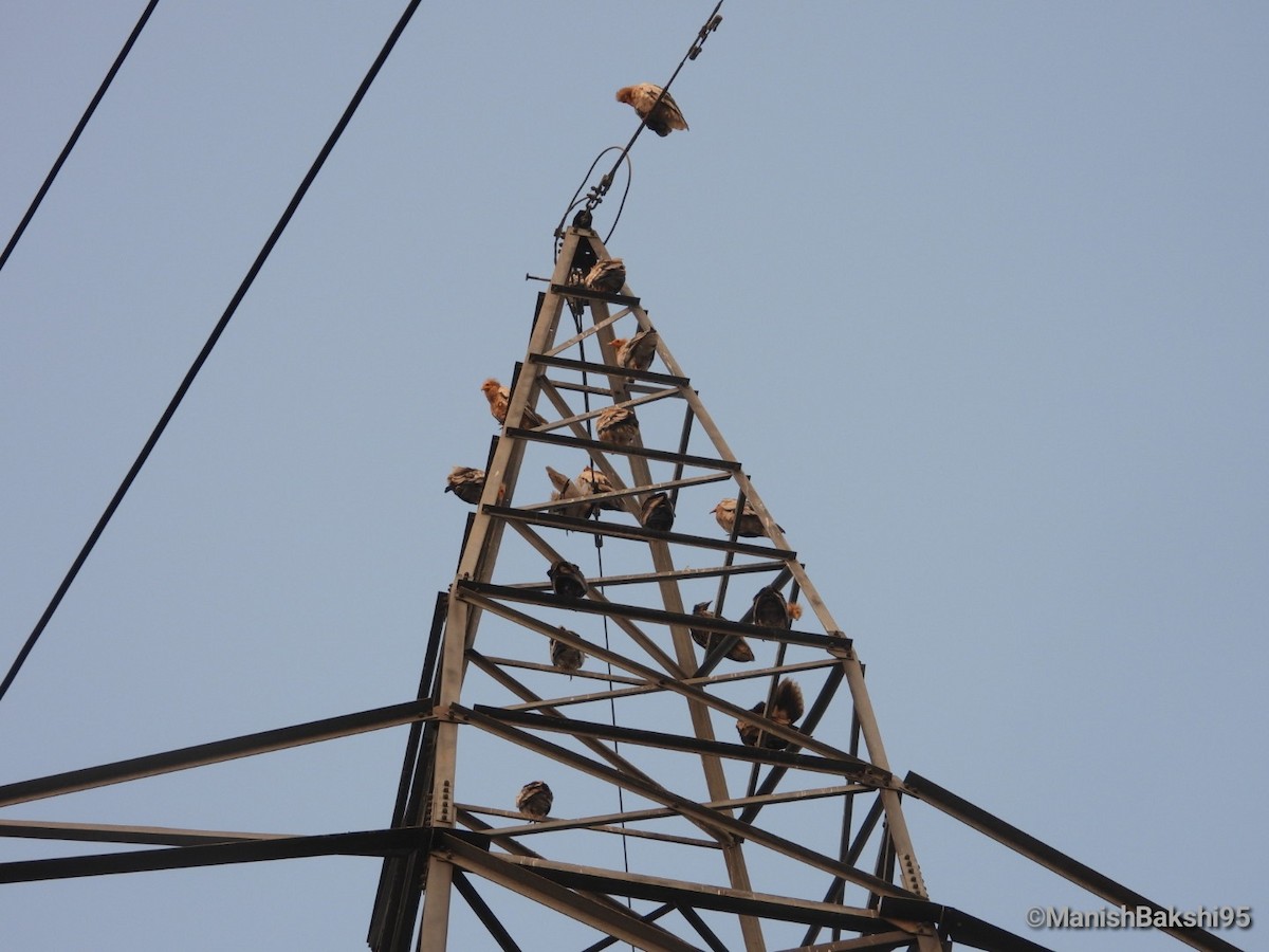 エジプトハゲワシ - ML644212395