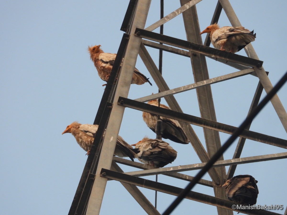 エジプトハゲワシ - ML644212396