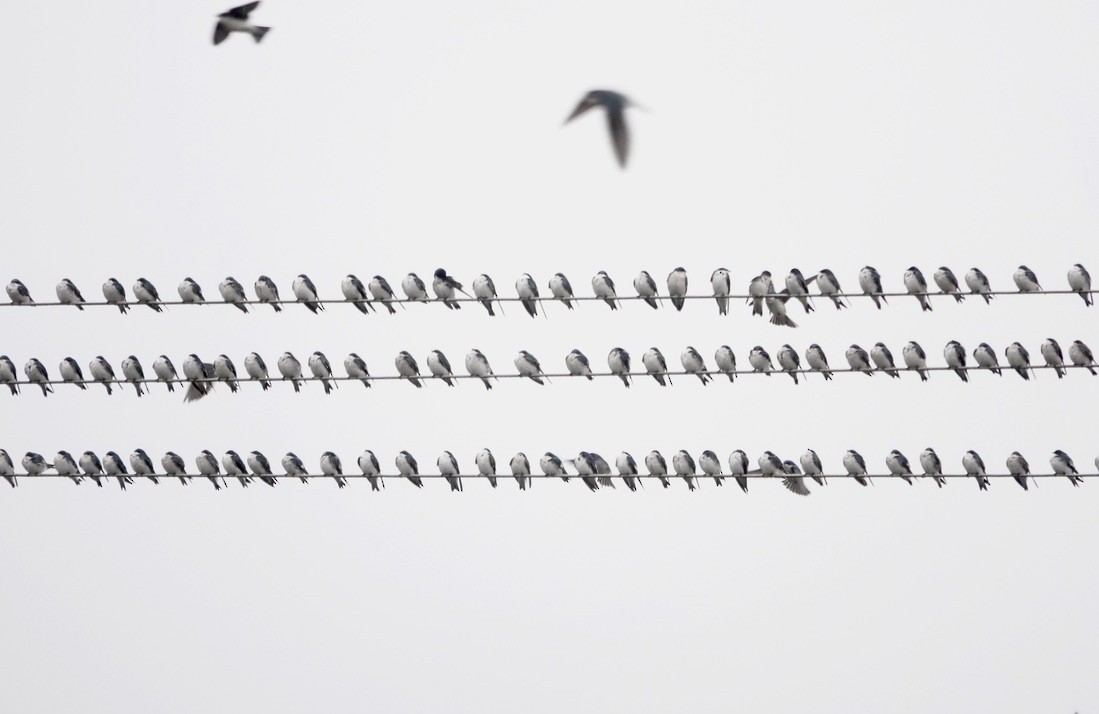 Tree Swallow - ML644212401