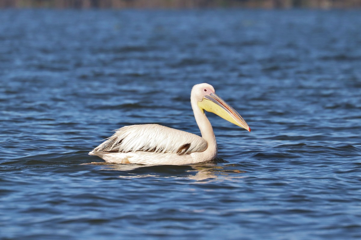 Great White Pelican - ML644212402