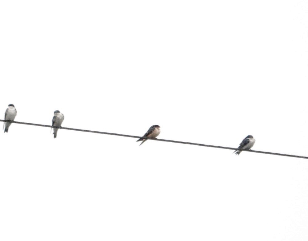 Barn Swallow - ML644212408