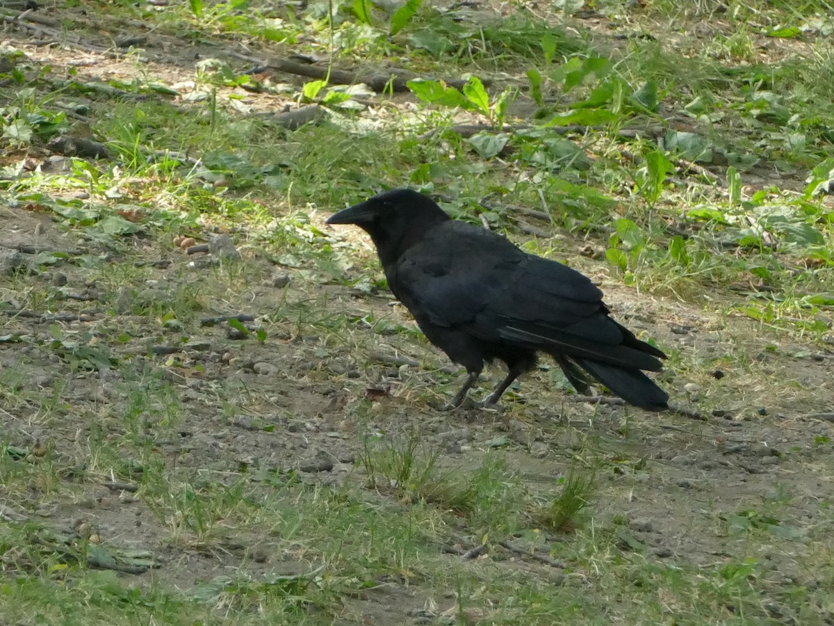 American Crow - ML644212409