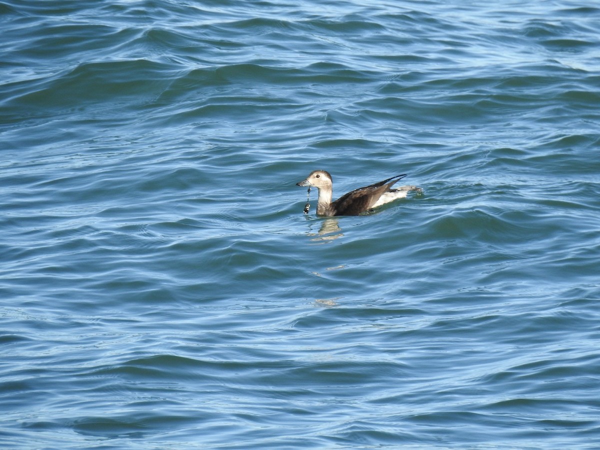 Мөнгөлөг шунгаахай - ML644212421