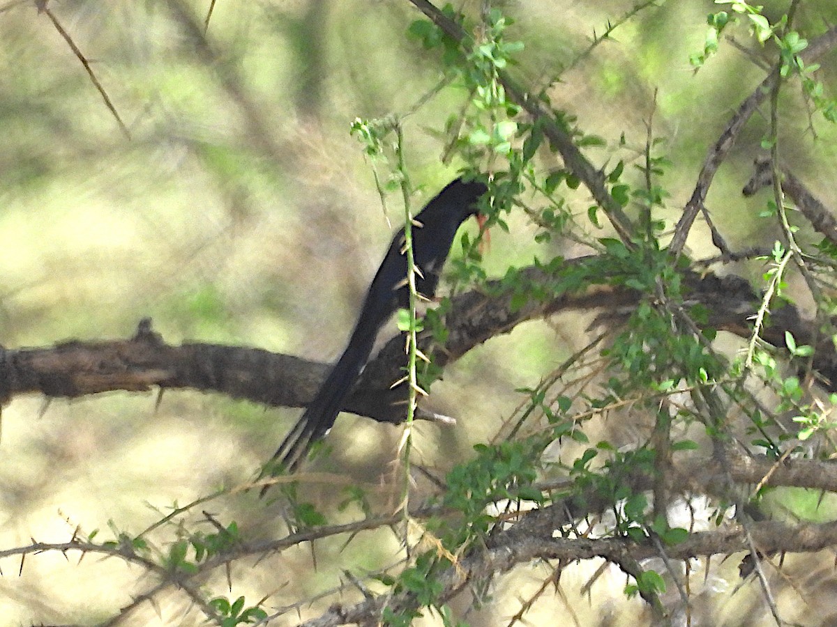 Слотняк пурпуровий - ML644212423