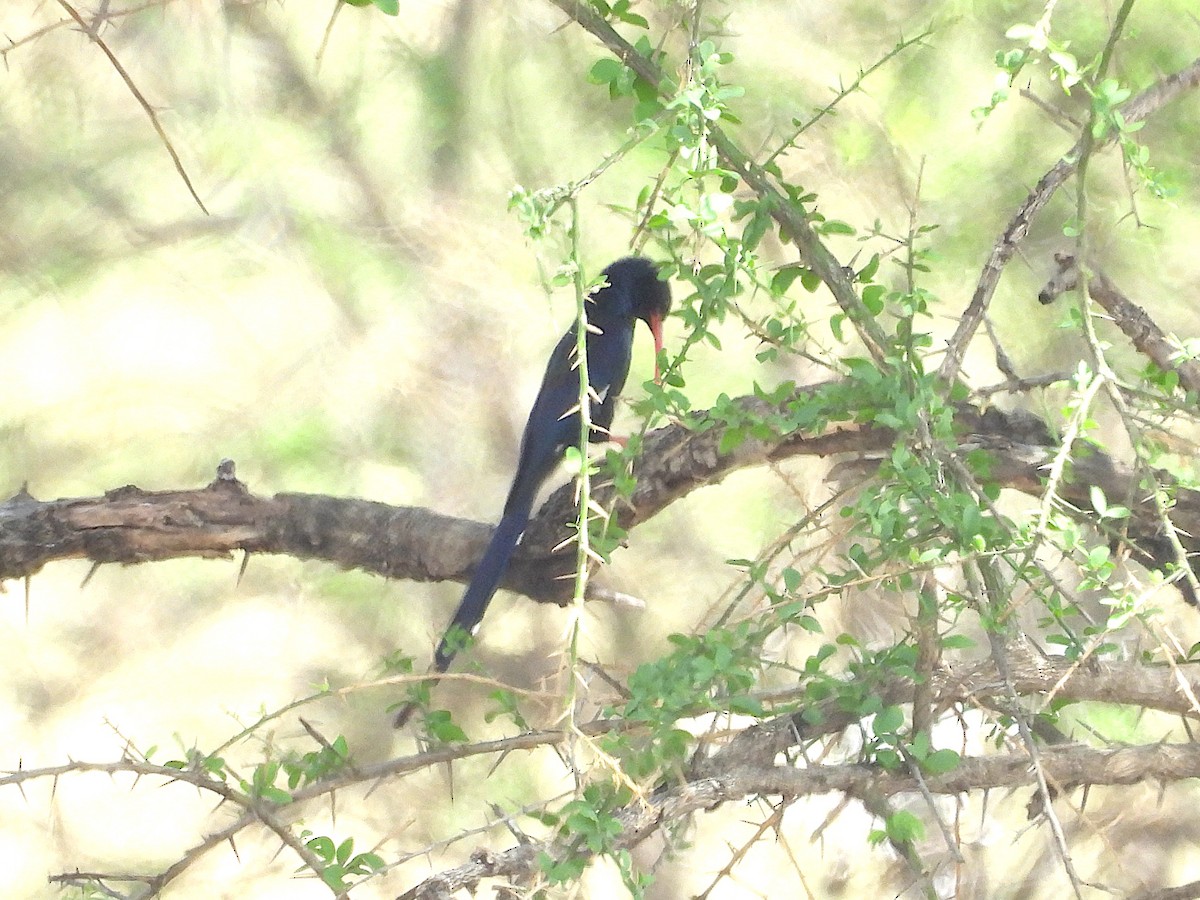 Слотняк пурпуровий - ML644212424