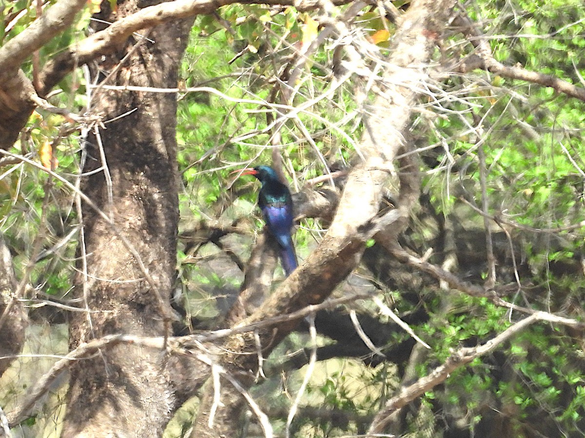 Слотняк пурпуровий - ML644212425