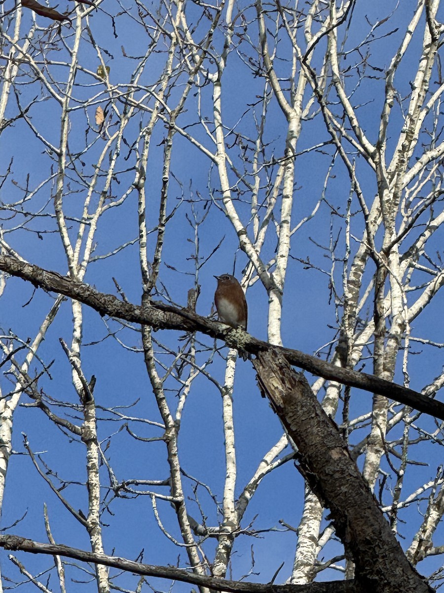 Eastern Bluebird - ML644212431