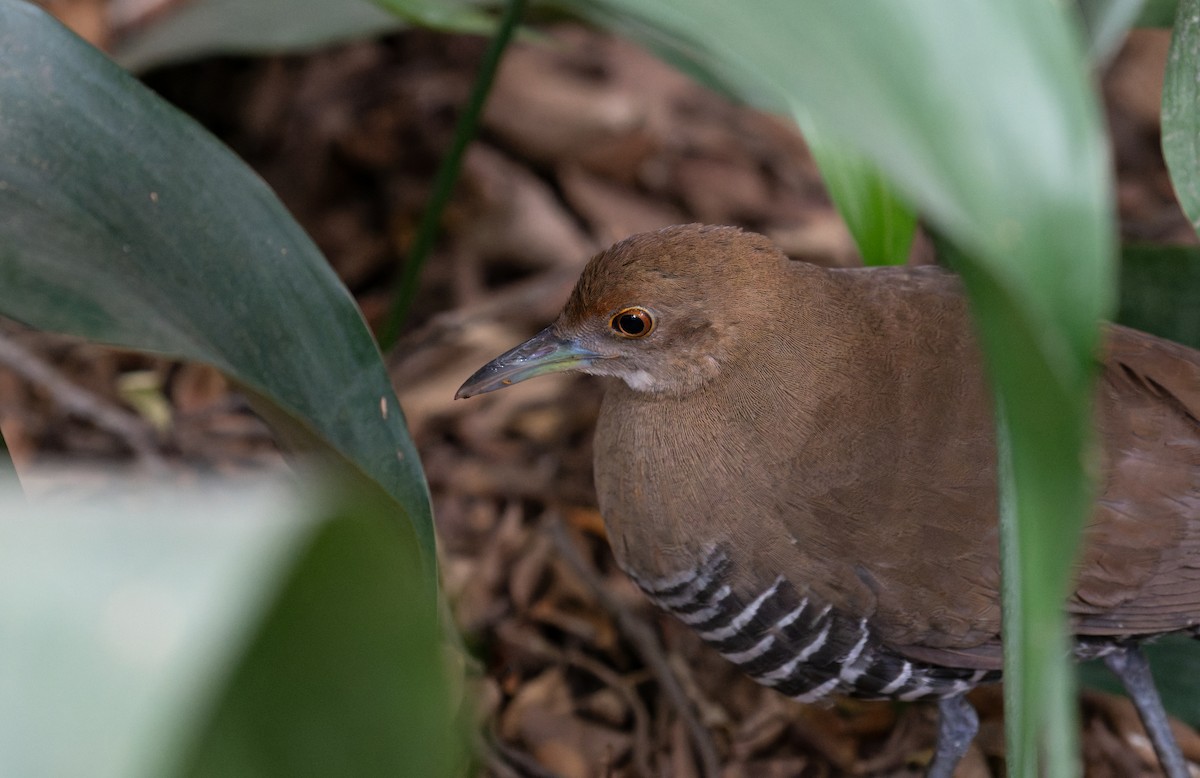 Slaty-legged Crake - ML644212442
