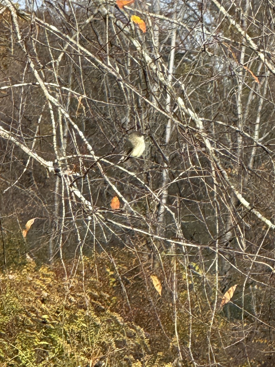 Eastern Phoebe - ML644212443