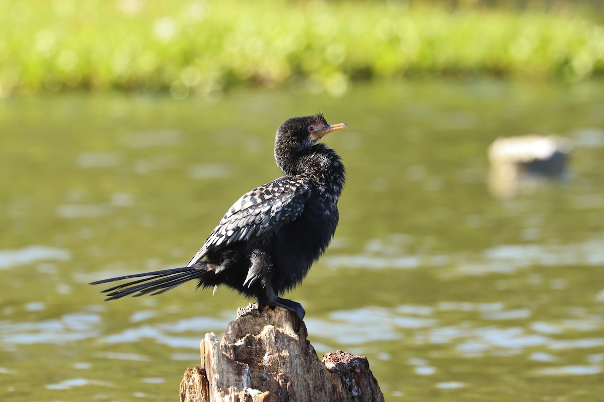 kormorán dlouhoocasý - ML644212465