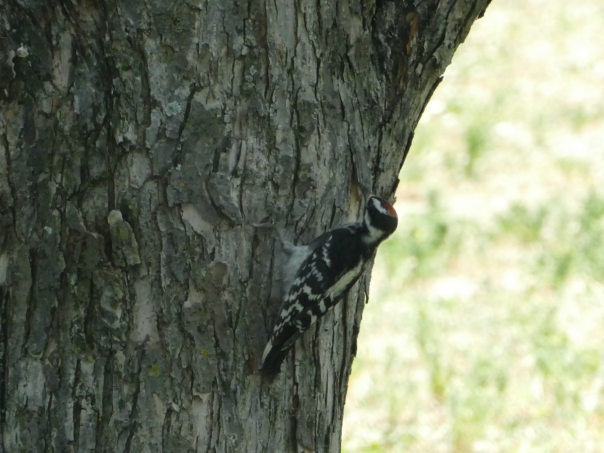 Hairy Woodpecker - ML644212467