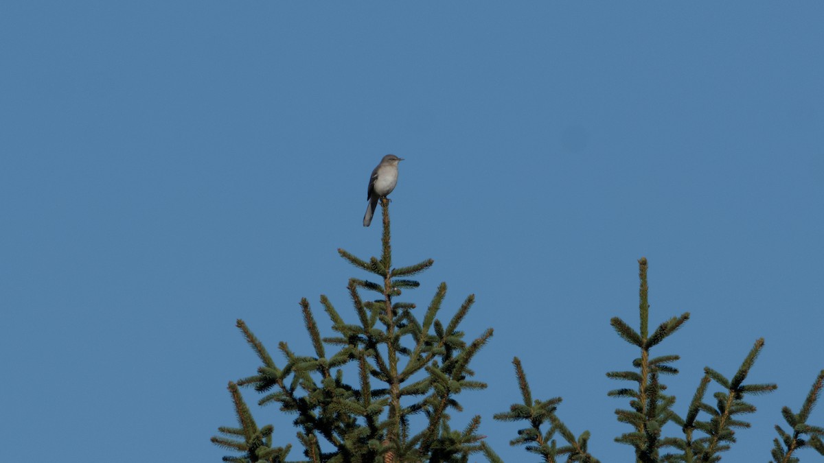 Northern Mockingbird - ML644212476