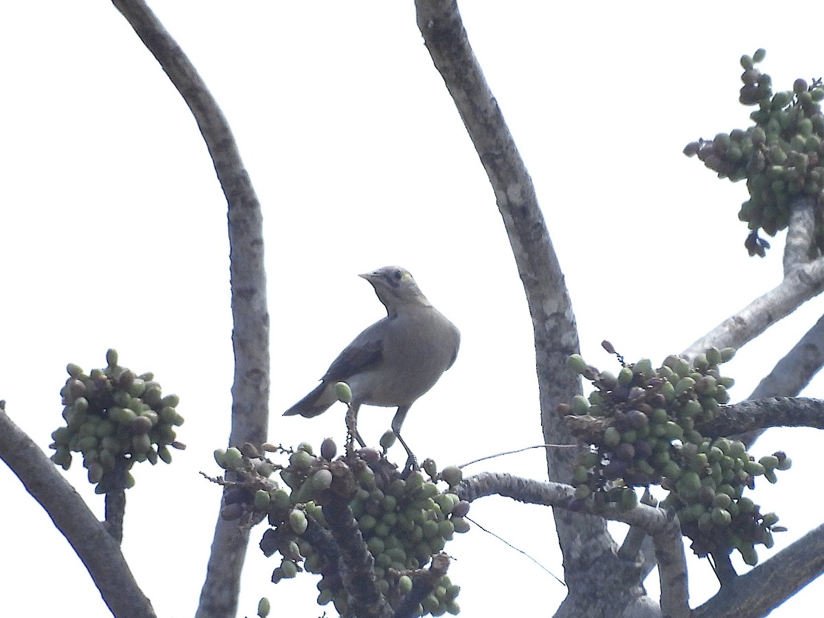 トサカムクドリ - ML644212486