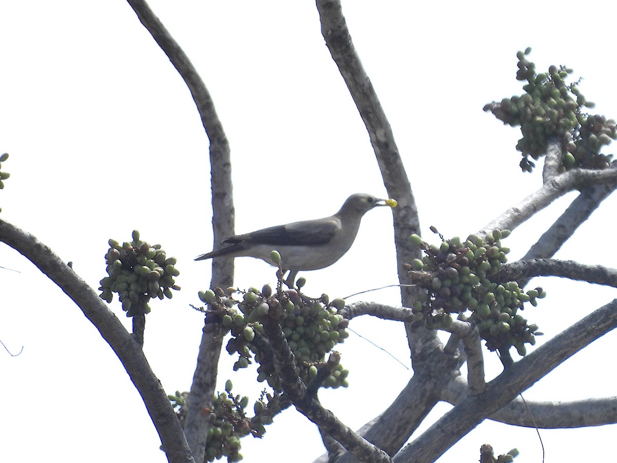 トサカムクドリ - ML644212487