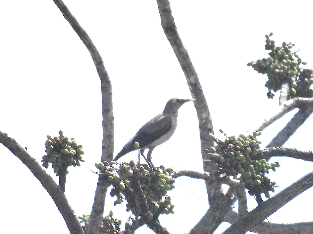 トサカムクドリ - ML644212488