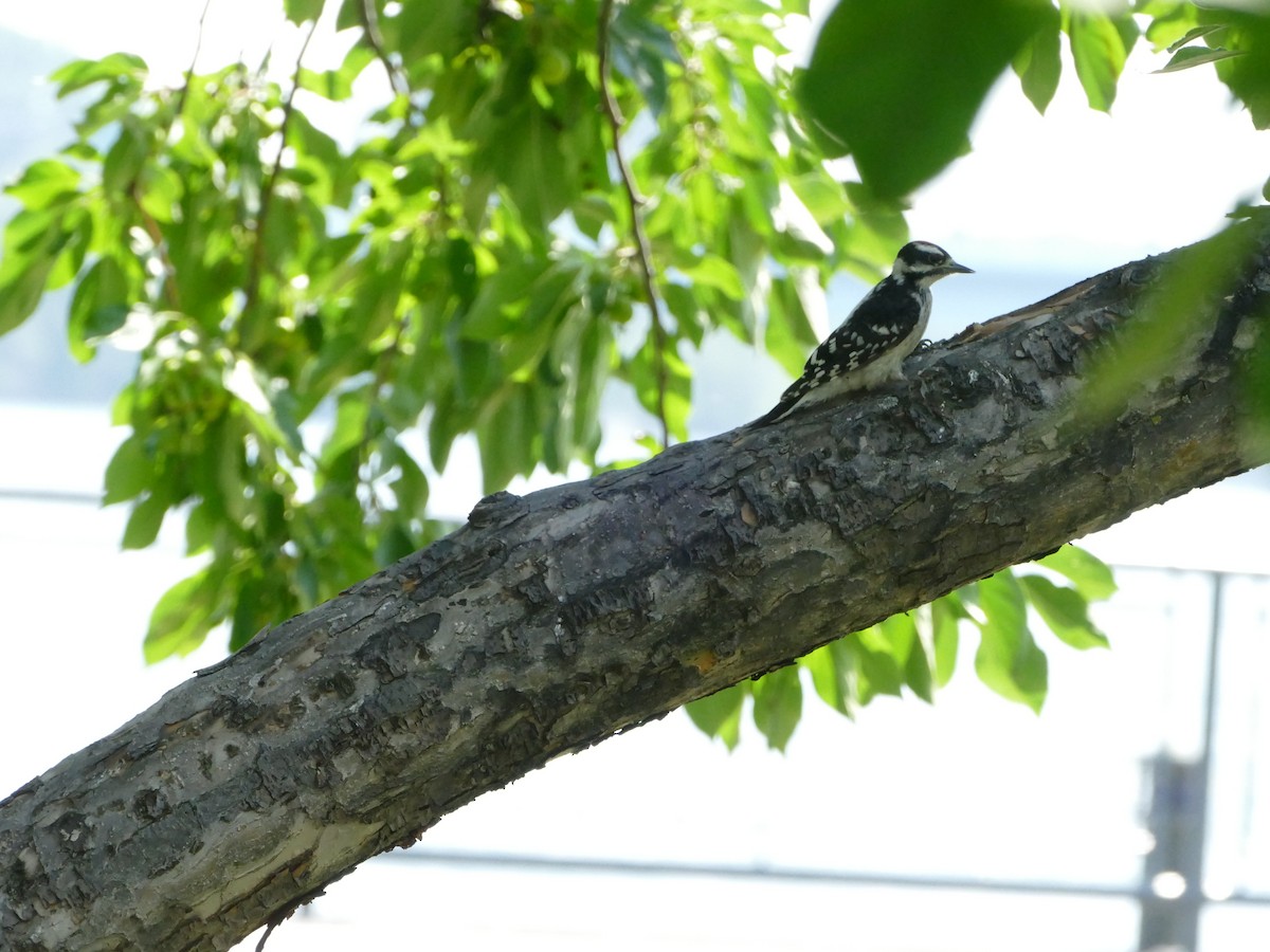 Hairy Woodpecker - ML644212490