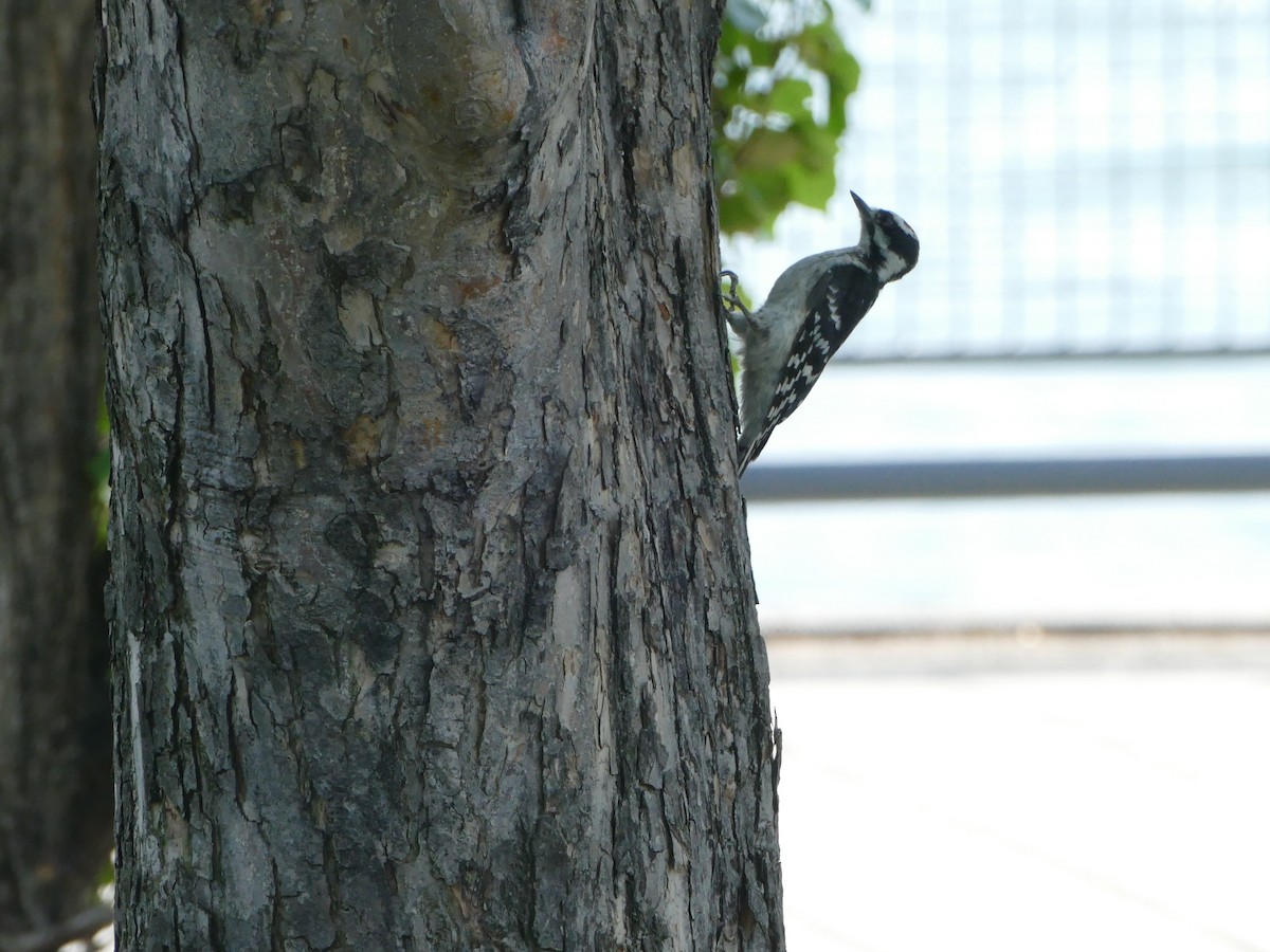 Hairy Woodpecker - ML644212491