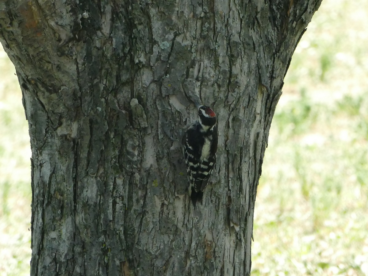 Hairy Woodpecker - ML644212492