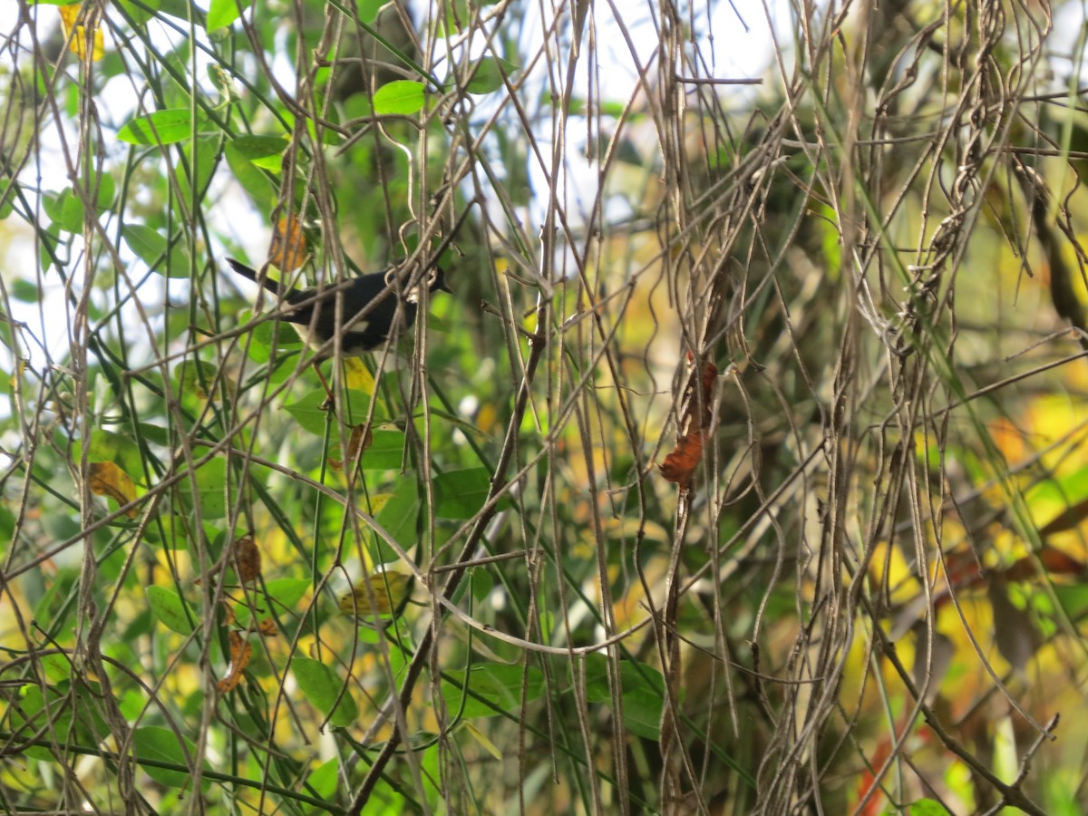 Black-throated Blue Warbler - ML644212494
