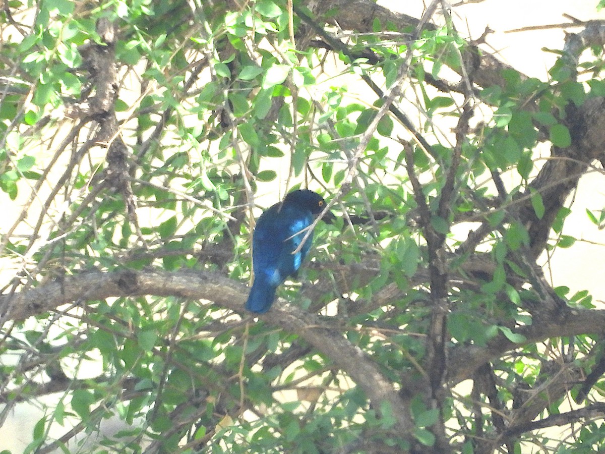 Greater Blue-eared Starling - ML644212504