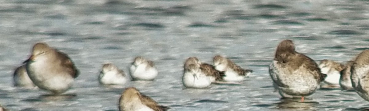 Bécasseau minute - ML644212512