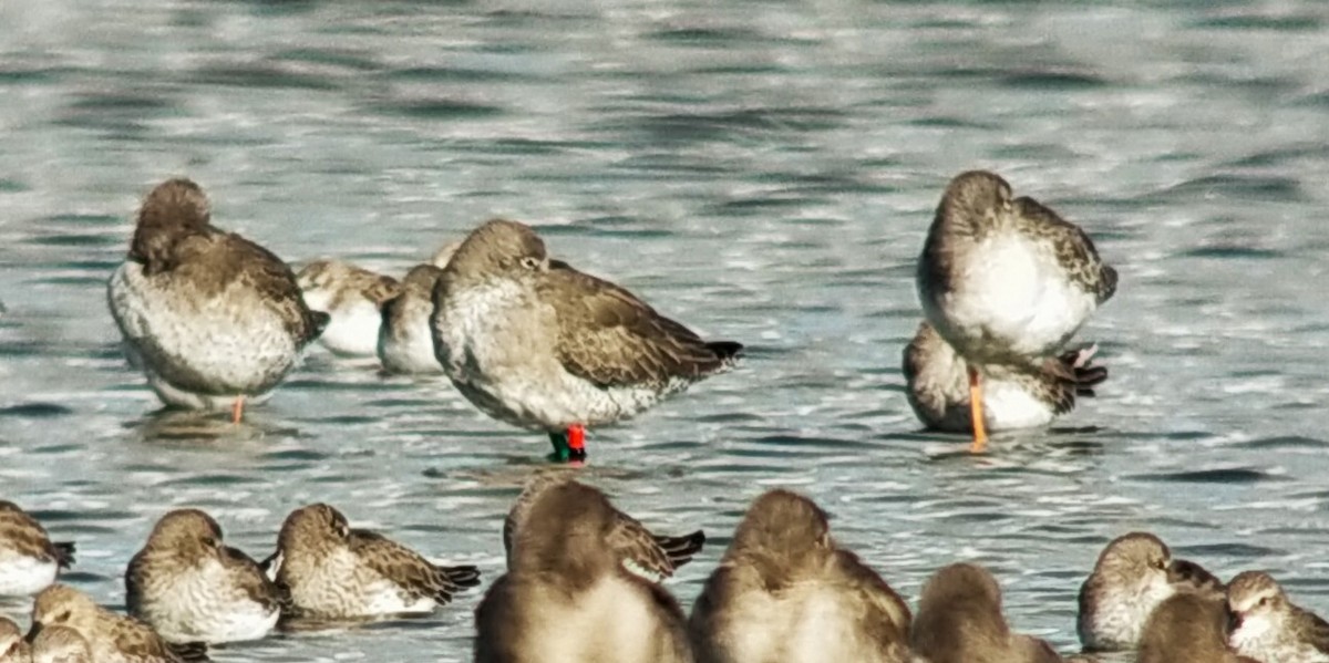 Common Redshank - ML644212524