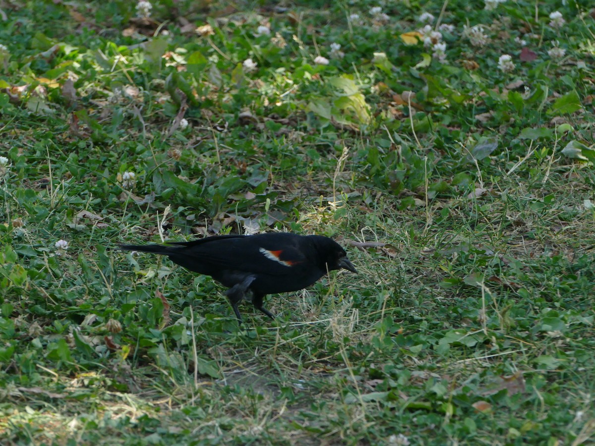 Red-winged Blackbird - ML644212535