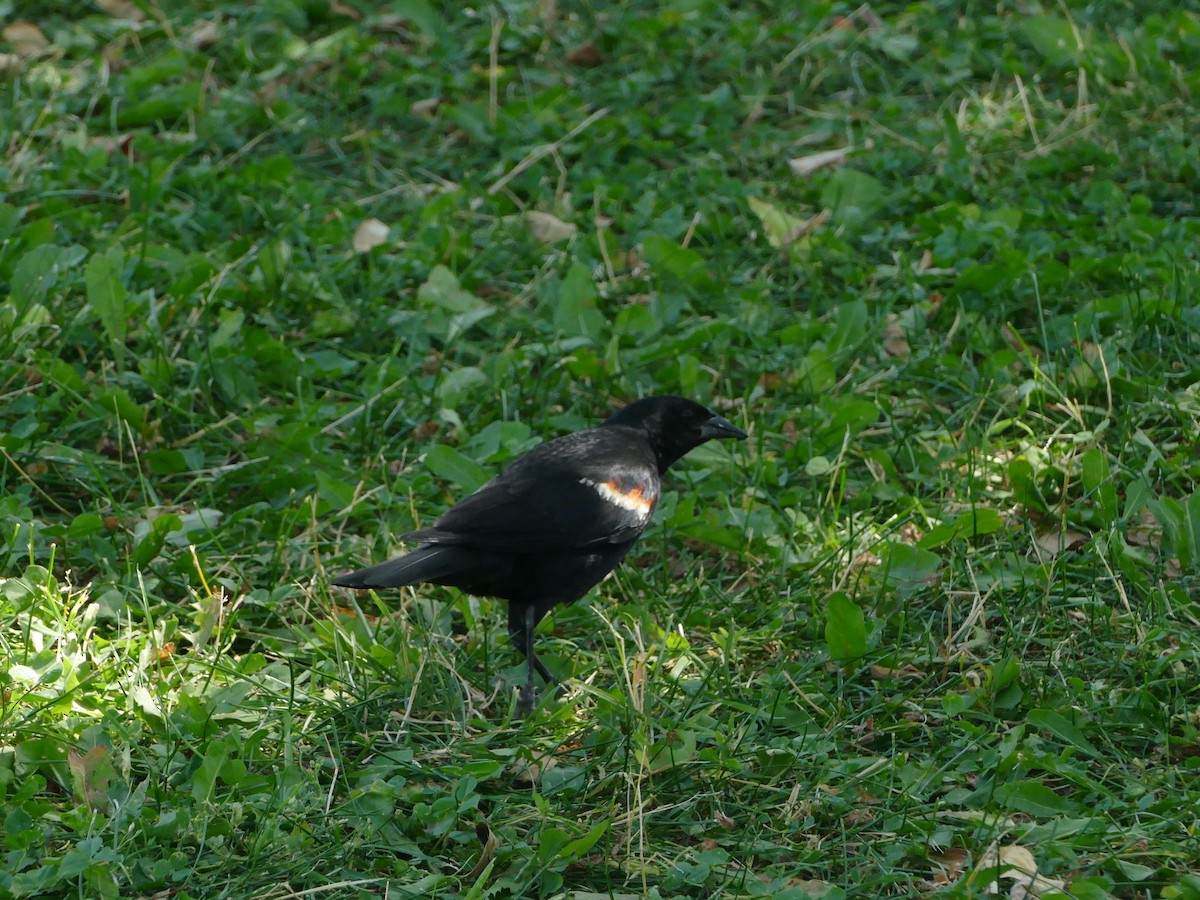 Red-winged Blackbird - ML644212536