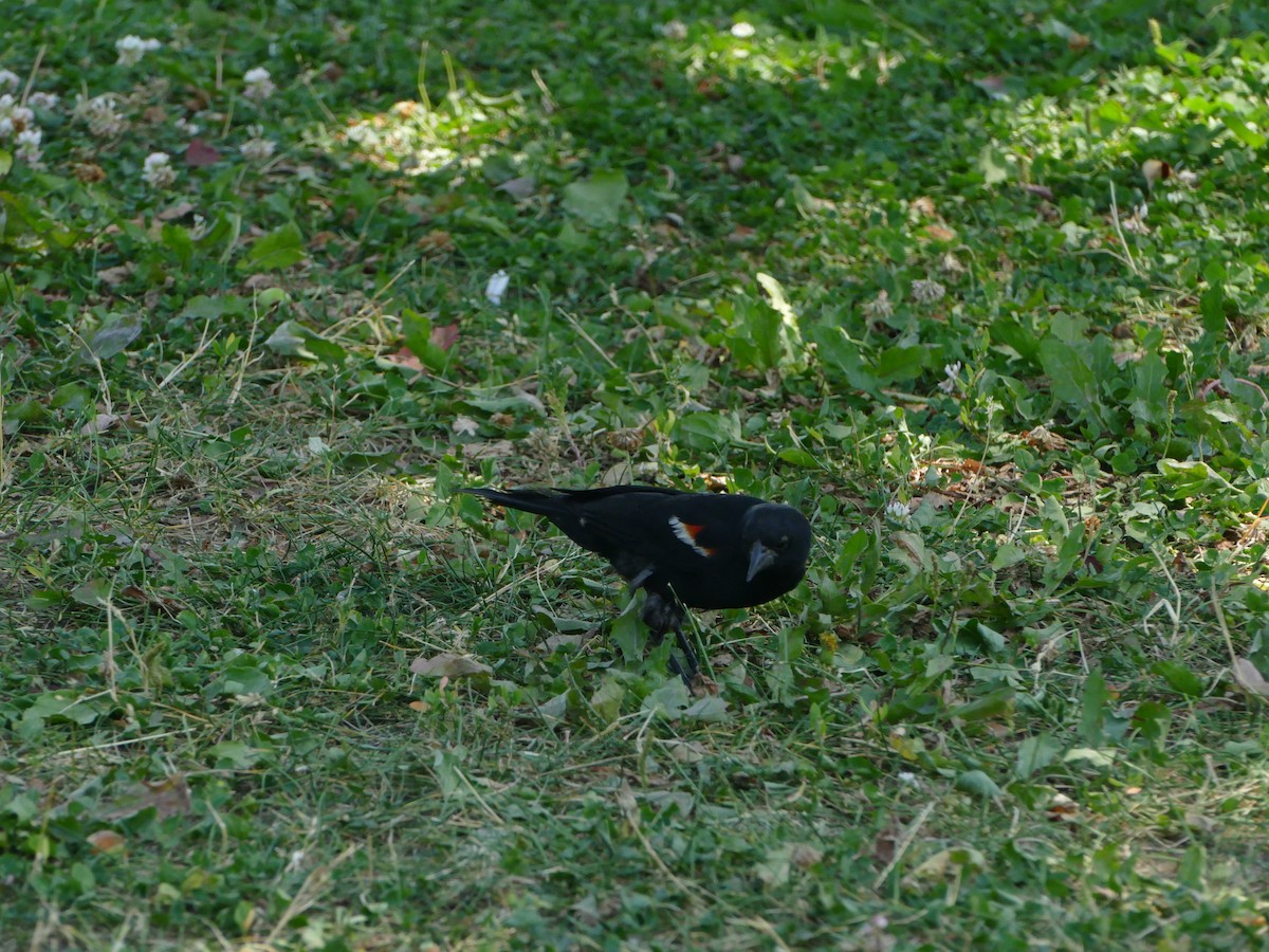 Red-winged Blackbird - ML644212537