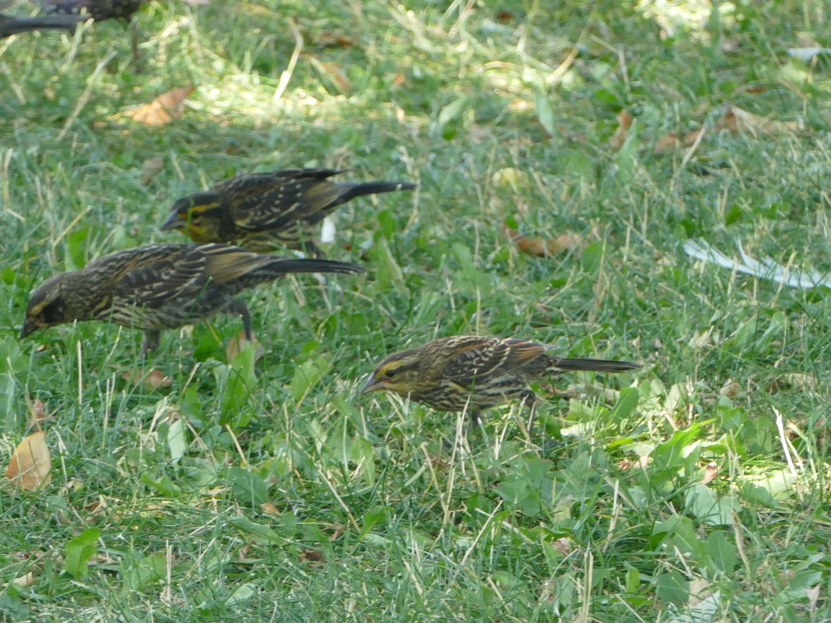 Red-winged Blackbird - ML644212538