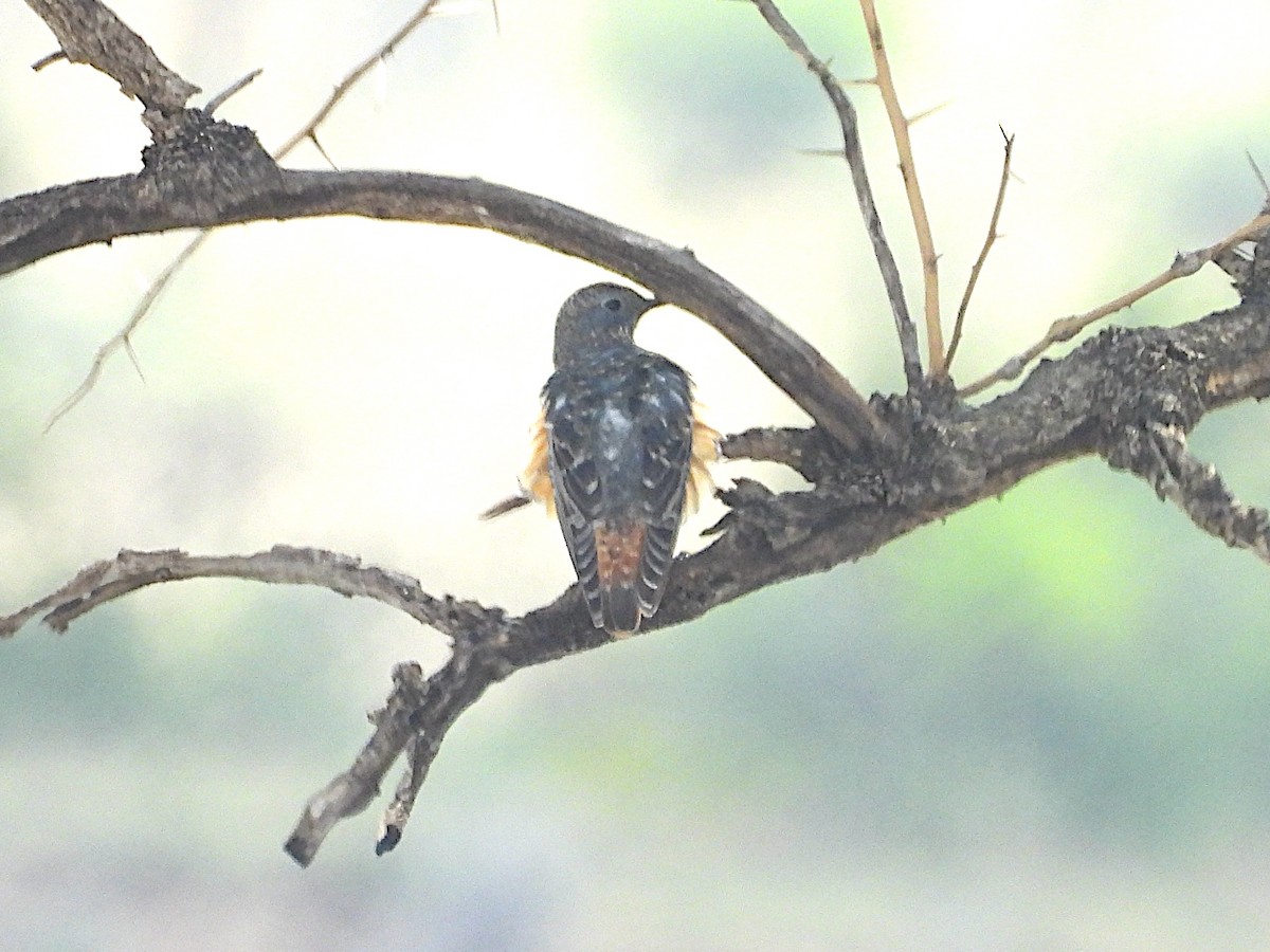 Rufous-tailed Rock-Thrush - ML644212545
