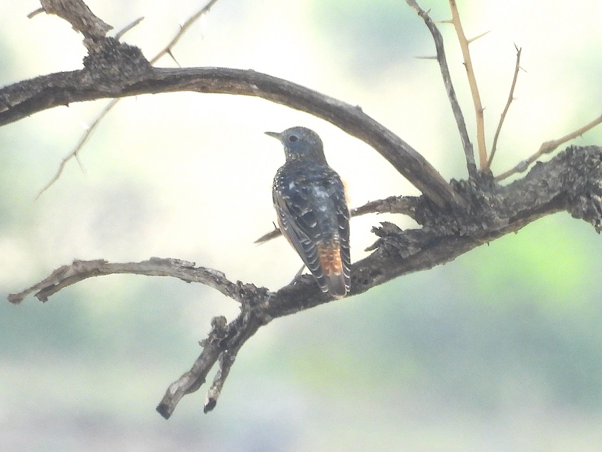 Rufous-tailed Rock-Thrush - ML644212546