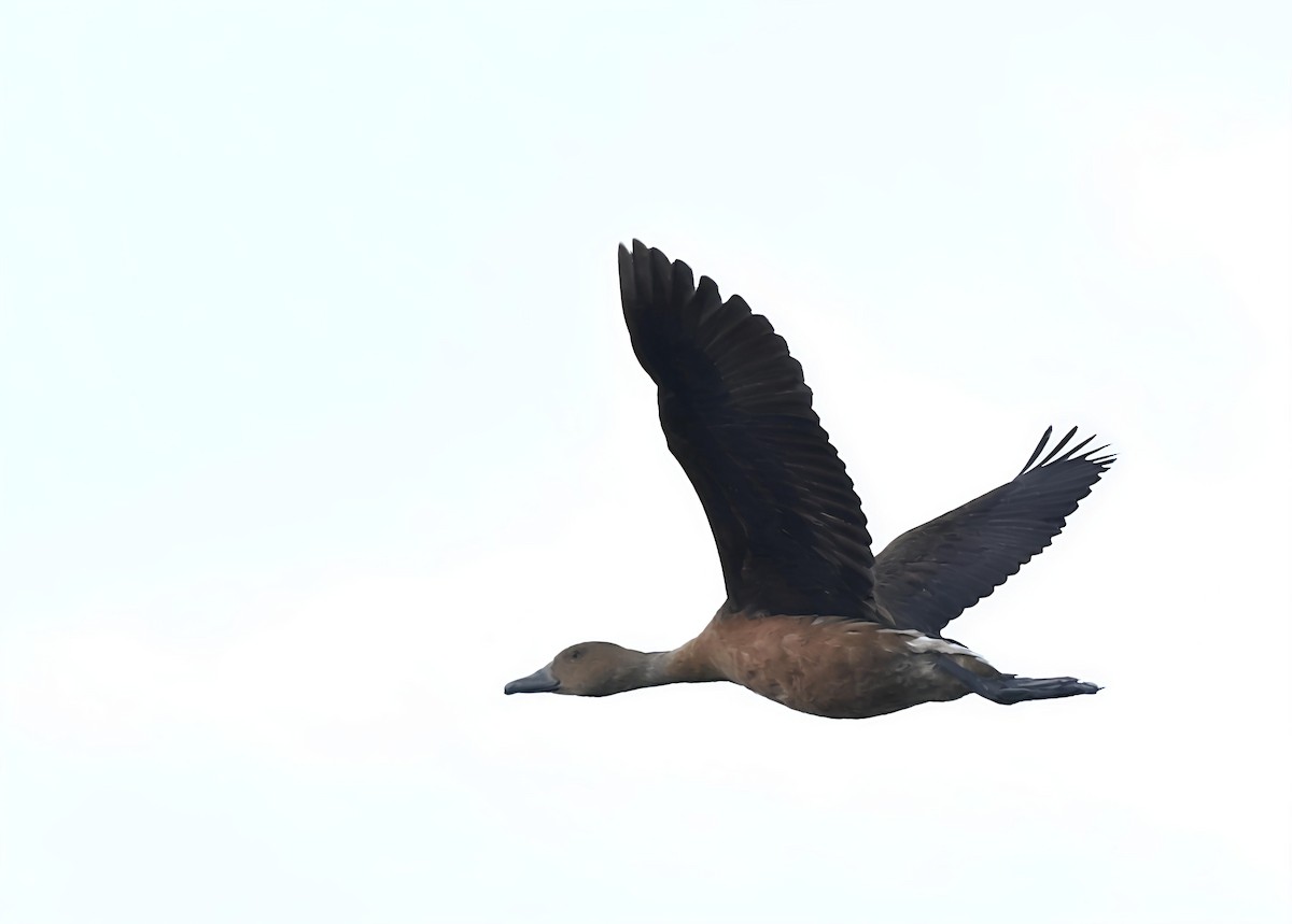 Fulvous Whistling-Duck - ML644212549