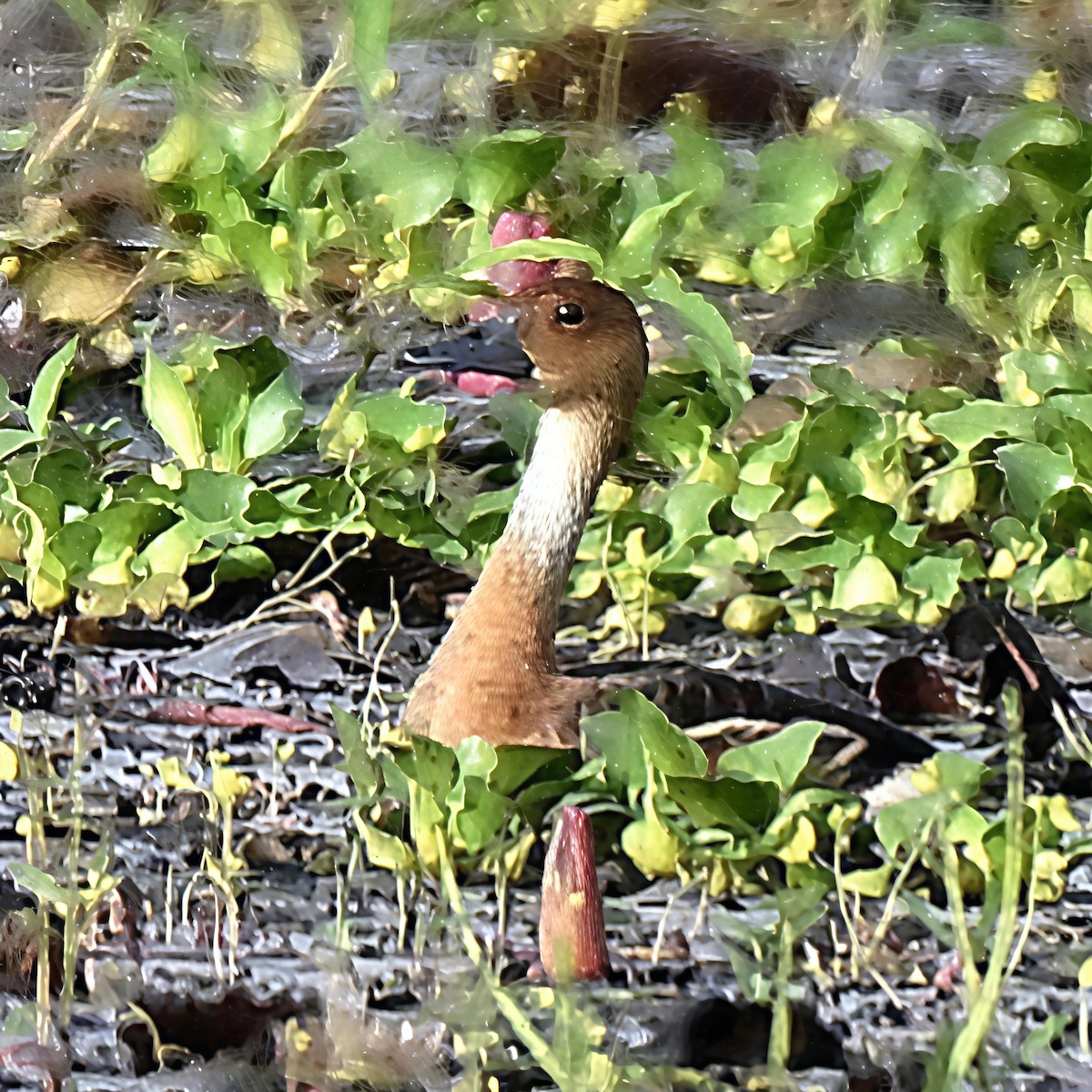 Fulvous Whistling-Duck - ML644212550